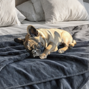loobani waterproof blanket for bed shop