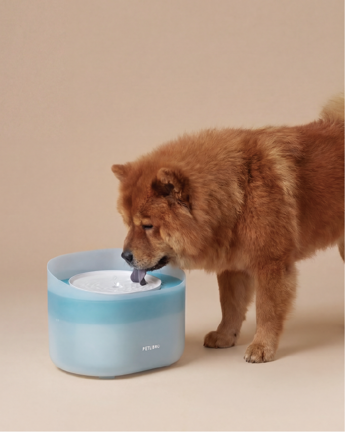 petlibro 2.1gal 8l dog water fountain shop